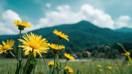Yellow daisies in mountain landscape with cloudy sky