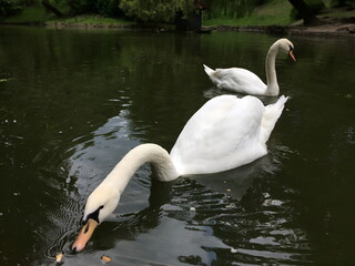 Swans gracefully swimming in a calm pond during a serene afternoon in a park