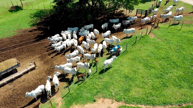 Livestock Animals In Campinas Sao Paulo Brazil. Herd Of Nelore Cattle Grazing On Pasture In Farm Scene. Nature Sky Clouds Sky Forest. Sky Rural Panoramic View. Campinas Sao Paulo.