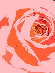 beautiful pink rose blush background