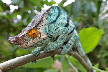 Male Parson's Chameleon
Calumma parsonii
Madagascar