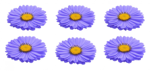 Six purple aster flower blooms aligned on transparent png background