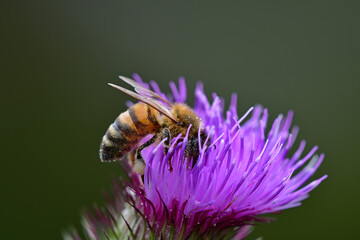 bee on flower of a bull thistle