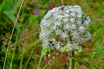 Angelica, medicinal herb with flower