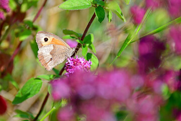 Meadow brown, butterfly on a flower
