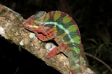 Male Panther Chameleon
Furcifer pardalis
Madagascar