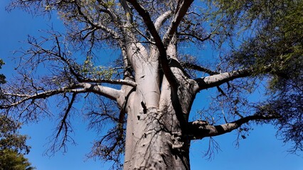 Scenic Baobab In Victoria Falls Matabeleland North Zimbabwe. Famous Century-Old And Big Tree In The Stunning Landscape. Nature Dramatic Sky Sky Forest. Agro Sky Panorama.