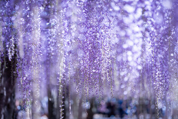 Purple Wisteria Flowers Hanging in Full Bloom