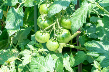 Unripe Green Tomatoes Growing on Vine