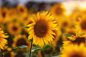 Sunflowers - słoneczniki © Radosław Dybała