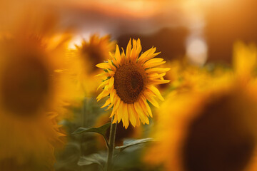 Sunflowers - słoneczniki © Radosław Dybała