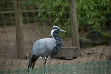 Demoiselle Crane, caged and sad