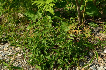 Ground-level view of Paederia scandens, or Gyeyodeng, a creeping vine in the Rubiaceae family used...