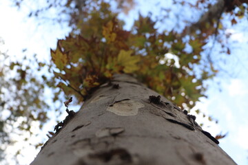 tree in autumn