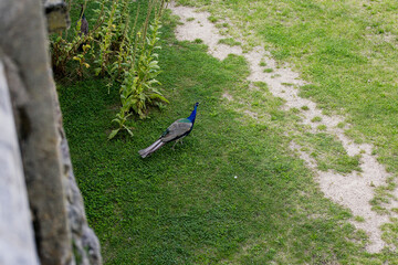 Peacock and Peahen in Czech palace