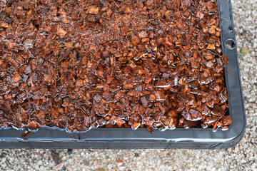 Wet Bark Chips in Planting Container