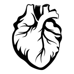 Anatomical Heart Silhouette – Realistic Medical Vector

