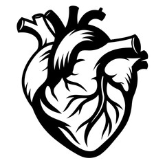 Anatomical Heart Silhouette – Realistic Medical Vector

