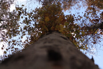 tree in the woods