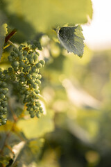 young grapes on a branch