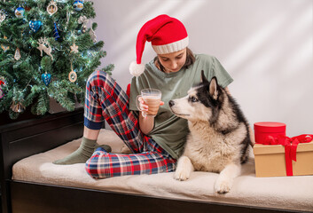 woman in pajama and santa hat sitting with a husky dog near christmas tree, drinking hot chocolate