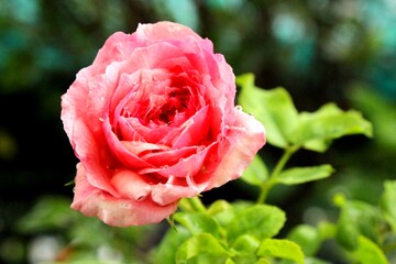 pink rose closeup, raindrops on flower, fresh rose bloom, romantic flower, rose with water droplets, blooming pink rose, floral macro, garden rose photo, wet flower petals, spring blossom, love flower