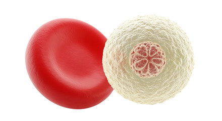 Detailed 3D rendering of a red blood cell alongside a white blood cell emphasizing cellular structures and biomedical research applications isolated on black background