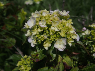 アジサイの鮮やかな緑と白
