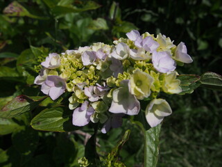 淡い彩りの紫陽花
