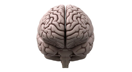 Detailed anatomical rendering of a human brain against a black background showcasing its intricate structure and organic form for educational or medical purposes