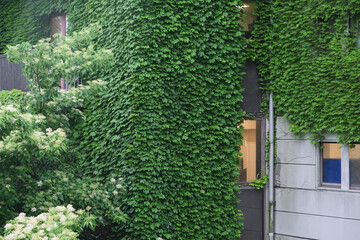 residential building overgrown with grass and trees