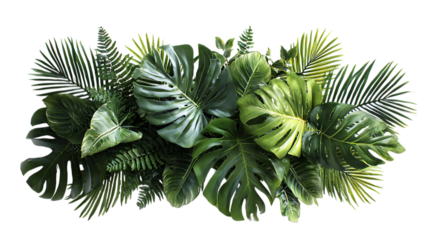 A vibrant assortment of lush tropical foliage, including large monstera leaves with characteristic splits, feathery palm fronds, and other varied green plants.