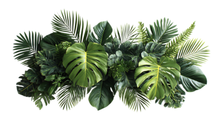 A vibrant assortment of lush tropical foliage, including large monstera leaves with characteristic splits, feathery palm fronds, and other varied green plants.