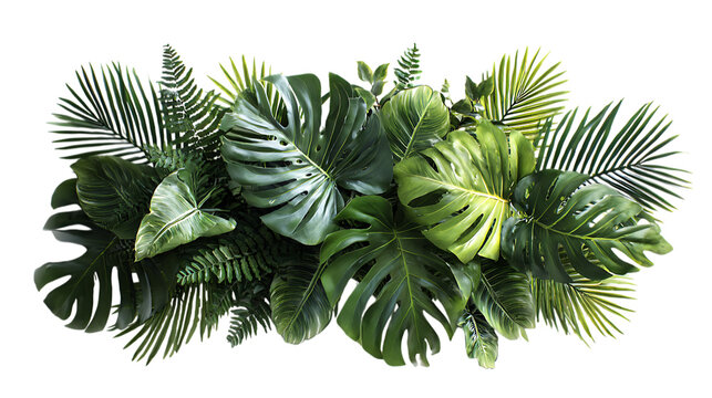 A vibrant assortment of lush tropical foliage, including large monstera leaves with characteristic splits, feathery palm fronds, and other varied green plants.