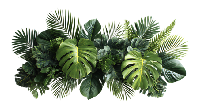 A vibrant assortment of lush tropical foliage, including large monstera leaves with characteristic splits, feathery palm fronds, and other varied green plants.