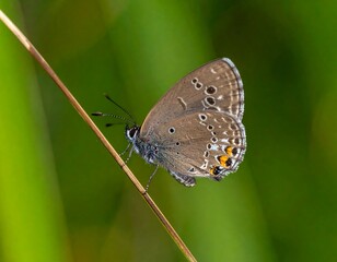 Obraz premium Close-up of a butterfly perched on a stem