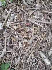 Many fallen leaves, autumn park, carpet of dry fallen leaves on the ground