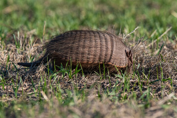 Armadillo in Pampas countryside environment, La Pampa Province, Argentina.