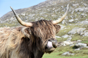 Adorable Highland Cow Licking His Nose