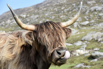 Beautiful Shaggy Furry Highland Cow on a Hill