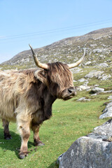 Shaggy Two Tone Hairy Coo On a Hillside