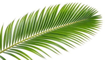 Obraz premium coconut palm tree leaf isolated on transparent or white background.