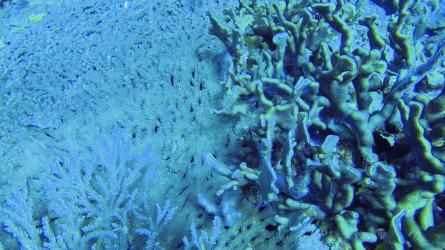 top to bottom aerial view to various coral of Acropora and Montipora swimming around at the sandy calm blue ocean bottom sea water underwater during day time in Asia pacific