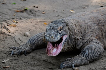 galapagos land iguana