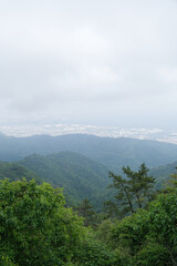 foggy mountain landscape with fir forest and copy space