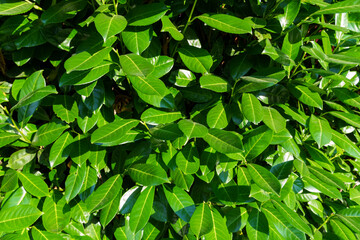 green cherry laurel leaves as a background, illuminated by bright sunlight