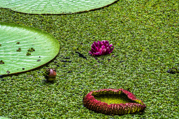 Victoria amazonica flower at Museu da Amazonia, MUSA in Manaus, Brazil. The largest of the water...
