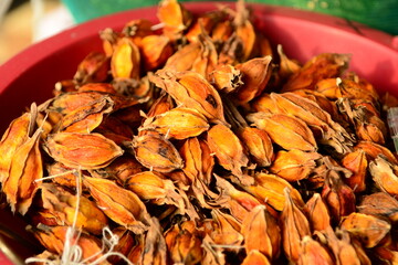 Dried fruits of Gardenia jasminoides, known as Chijanamu in Korea, traditionally used in herbal medicine and natural dyeing. Valued for its anti-inflammatory and liver-supportive properties. Photograp