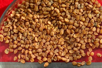 Gardenia jasminoides, Chijanamu dried fruit used in traditional Korean herbal medicine. Photographed in Korea.

