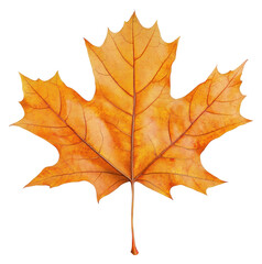 PNG Maple leaf illustration maple leaf.